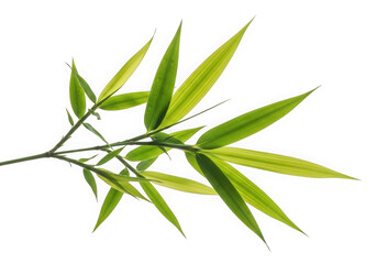 Fototapeta premium Green leafy branch with fresh leaves on white isolated on transparent background