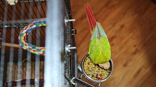 A parrot is leaning into a bowl filled with food inside its cage. The bird's colorful feathers are visible. The setting has wood flooring and a metal structure.