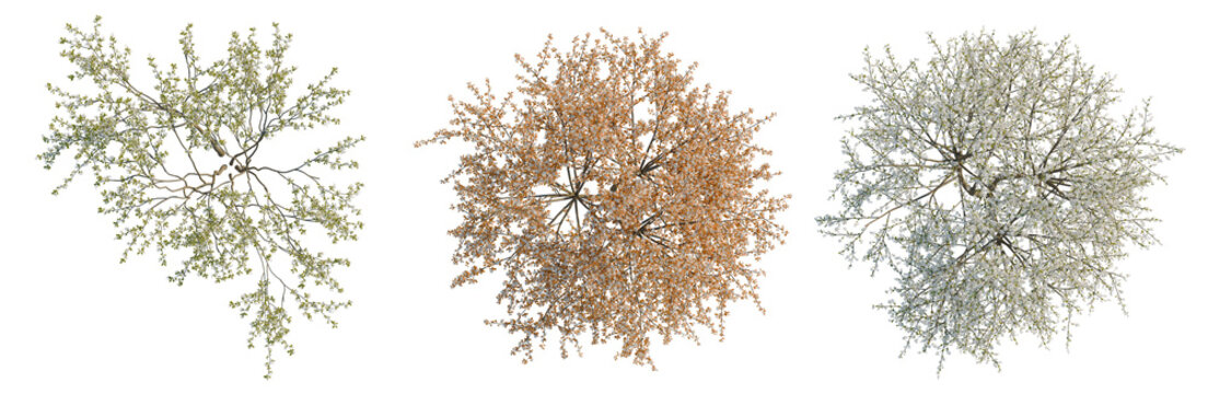 Amelanchier lamarckii tree plan, top view, cutout, transparent background, isolate, Three Trees with Different Foliage Colors - Vector Illustration for Landscape Design