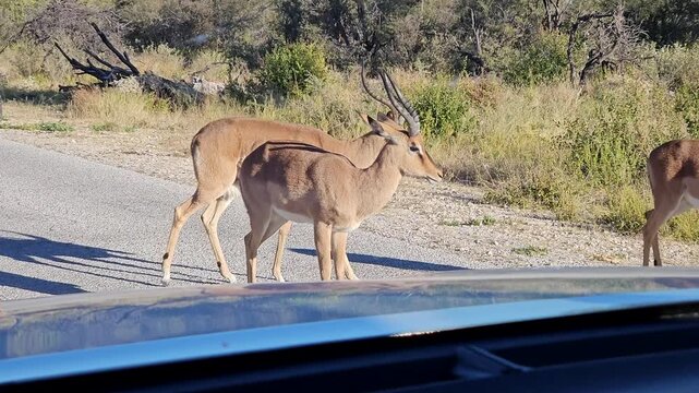 Black-faced impalas (aepyceros melampus petersi) in Etosha National Park, Namibia, Africa, walking on the road in front of the car