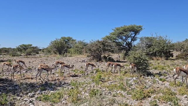 Springbok antelopes (Antidorcas marsupialis) in Etosha National Park, Namibia
