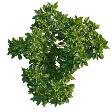 Citrus limon tree plan, top view, cutout, transparent background, isolate, Detailed Green Tree with Lush Foliage - Perfect for Landscape Design and Nature Imagery