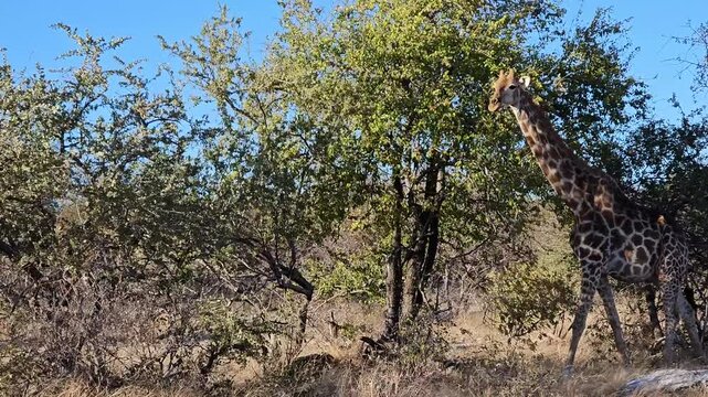 Giraffes family (Giraffa camelopardalis) in the Etosha National Park, Namibia, Africa