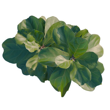 Ficus pandurata tree plan, top view, cutout, transparent background, isolate, Lush Fiddle Leaf Fig Leaves Arrangement - Natural Greenery for Botanical Design and Decor