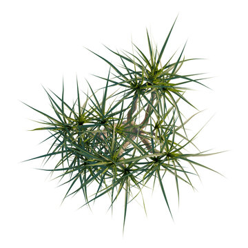 Yucca elephantipes tree plan, top view, cutout, transparent background, isolate, Spiky Euphorbia plant with intricate leaf structure against a black background for botanical art.
