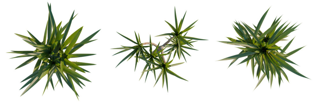 Yucca elephantipes tree plan, top view, cutout, transparent background, isolate, Three Yucca Plants Isolated on Transparent Background - Perfect for Design Elements