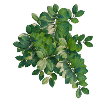 Zamioculcas zamiifolia tree plan, top view, cutout, transparent background, isolate, Detailed Green Plant Branch with Lush Leaves - Perfect for Natural Design Elements