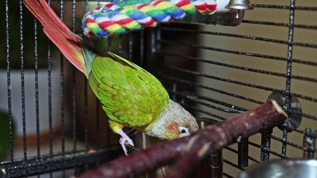 A green bird dives its head into a water dish in a cage during the day. The cage features colorful toys and clean bars. The setting shows a lively and engaging environment for the bird.