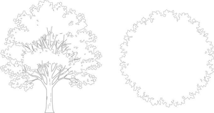Set of red maple trees in elevation and top view. Architectural landscape elements for site plans CAD drawings and design projects isolated on transparent background