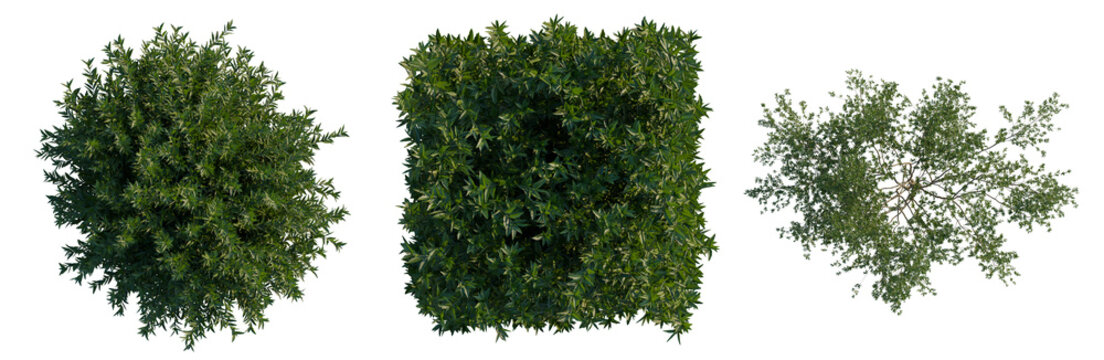 Ligustrum vulgare tree plan, top view, cutout, transparent background, isolate, Three Green Shrubs on Black Background - Suitable for Landscape Design or Decorative Elements