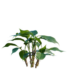 Aglaonema modestum tree, elevation, front view, cutout, transparent background, isolate, Vibrant Philodendron Plant with Lush Green Leaves Against a Black Background - Perfect for Design © Peter Hai
