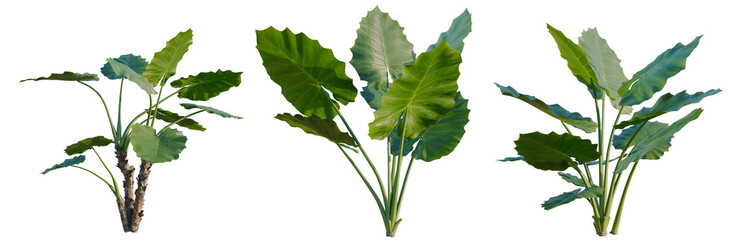Alocasia macrorrhiza tree, elevation, front view, cutout, transparent background, isolate, Three Elephant Ear Plants on White Background - Tropical Foliage for Design © Peter Hai