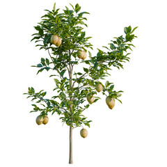 Citrus limon tree, elevation, front view, cutout, transparent background, isolate, Detailed 3D Render of a Small Avocado Tree with Ripe Fruit on Black Background © Peter Hai