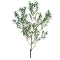 Olea europaea tree, elevation, front view, cutout, transparent background, isolate, Detailed rendering of a small ornamental tree with lush green foliage on a transparent background © Peter Hai