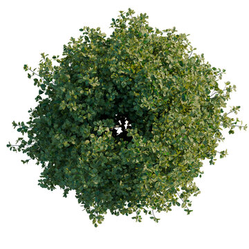 Rhamnus frangula tree plan, top view, cutout, transparent background, isolate, Detailed aerial view of a lush green bush with dense foliage, perfect for landscape design