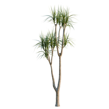 Yucca elephantipes tree, elevation, front view, cutout, transparent background, isolate, Pandanus Tree with Multiple Trunks - Detailed Botanical Illustration for Design Projects
