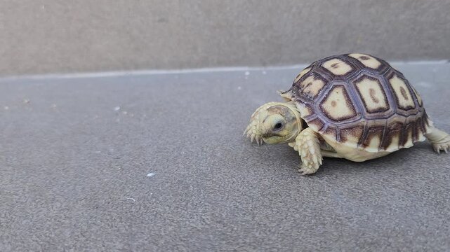A close-up shot of a small baby tortoise walking on a gray tiled floor, showcasing its beautifully patterned shell.