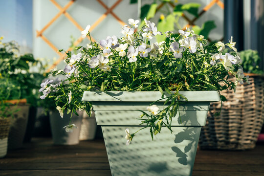 Blooming white flowers growing in a planter on a sunny balcony. Urban gardening and home garden lifestyle concept