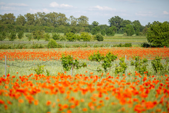 Feld mit Mohnblumen