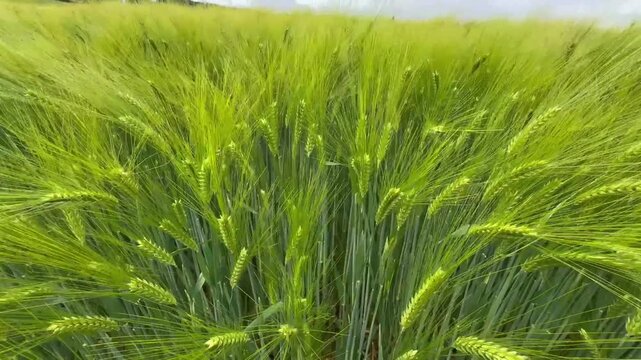 gr&uuml;ne Gerstenn&auml;hren auf dem Feld, eine l&auml;ndliche Szene