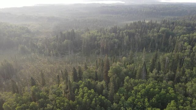 POV from a drone flying over a vast northern park forest that is shrouded in mist. The trees are many shades of green.
