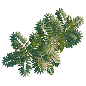 Toona sinensis tree plan, top view, cutout, transparent background, isolate, Detailed Green Fern Branch with Compound Leaves - Perfect for Nature Backgrounds and Design Elements