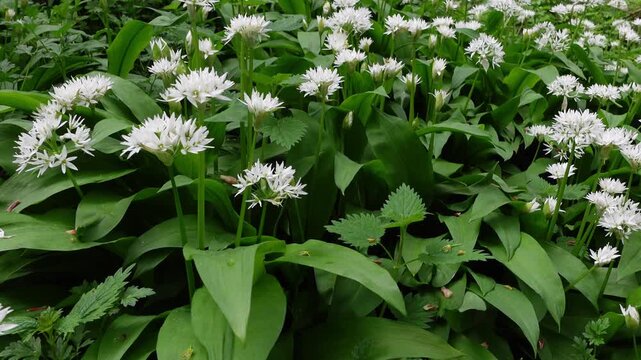 Slow camera panning over wild garlic plants with white flowers swaying in the wind in a spring forest
