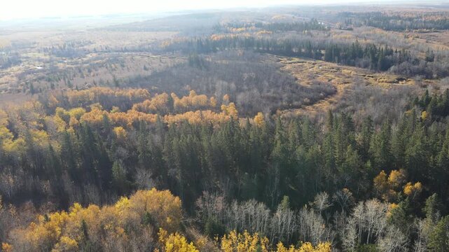 Early morning flight over a winding stream in an autumn forest with mist obscuring trees in the distance
