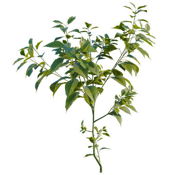 Cinnamomum camphora tree, elevation, front view, cutout, transparent background, isolate, Detailed Green Plant Branch with Leaves on a Black Background - Perfect for Graphic Design Elements