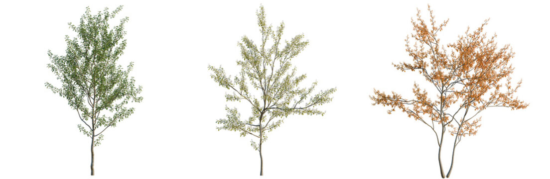 Amelanchier lamarckii tree, elevation, front view, cutout, transparent background, isolate, Three Small Trees with Seasonal Foliage - Spring, Summer, Autumn - Perfect for Design Elements