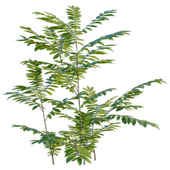 Pterocarya stenoptera tree, elevation, front view, cutout, transparent background, isolate, Detailed green foliage plant with vibrant leaves against a dark background - nature stock photo © Peter Hai