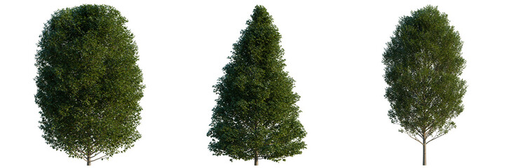 Fototapeta premium Carpinus betulus tree, elevation, front view, cutout, transparent background, isolate, Set of Lush Green Trees with Alpha Channel - Perfect for Landscape Design & Architectural Visualizations