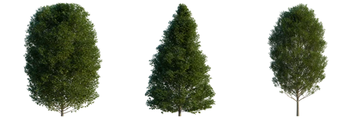 Fototapeten Fallen Carpinus betulus tree, elevation, front view, cutout, transparent background, isolate, Set of Lush Green Trees with Alpha Channel - Perfect for Landscape Design & Architectural Visualizations  © KP Stock