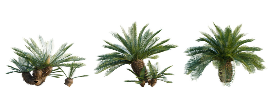 Cycas revoluta tree, elevation, front view, cutout, transparent background, isolate, Set of three palm trees in different sizes - digital art, perfect for game design and landscape rendering.