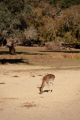 Naklejka premium Wild deer grazing on dry field in wilderness habitat