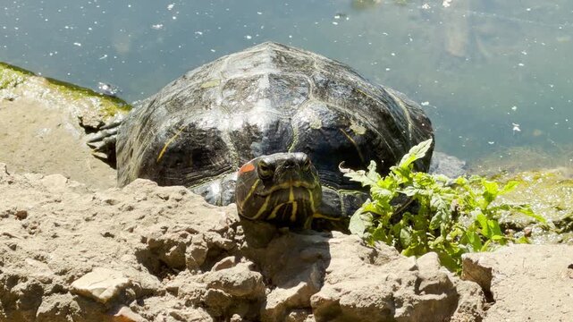 A curious turtle rests on a rocky bank by a sunny pond. The calm creature looks forward directly, inspiring a peaceful and serene feeling.