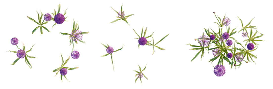 Allium hollandicum tree plan, top view, cutout, transparent background, isolate, Purple spur flower sprigs with delicate green foliage on a transparent background - stock photo