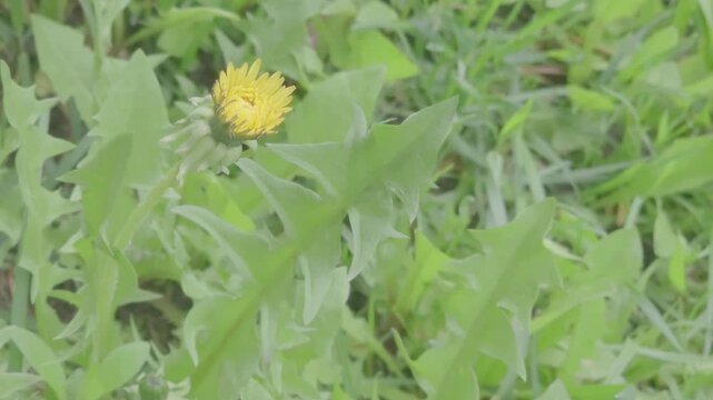 Dandelion growing in grass during sunny day in garden