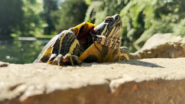 A curious turtle sunbathes peacefully on a stone ledge. The proud creature enjoys the bright sunshine near a calm park pond. This serene scene brings a joyful and relaxed feeling.
