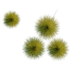 Obraz premium Festuca mairei tree plan, top view, cutout, transparent background, isolate, Spiky Fruit Collection - Close Up of Durian or Similar Tropical Produce