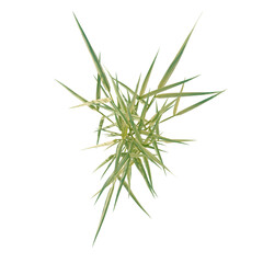 Fototapeta premium Hakonechloa macra tree plan, top view, cutout, transparent background, isolate, Abstract Green Foliage Arrangement - Sharp Edges & Natural Textures for Modern Design Elements