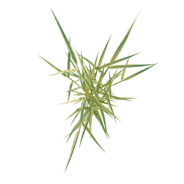 Hakonechloa macra tree plan, top view, cutout, transparent background, isolate, Abstract Green Foliage Arrangement - Sharp Edges & Natural Textures for Modern Design Elements