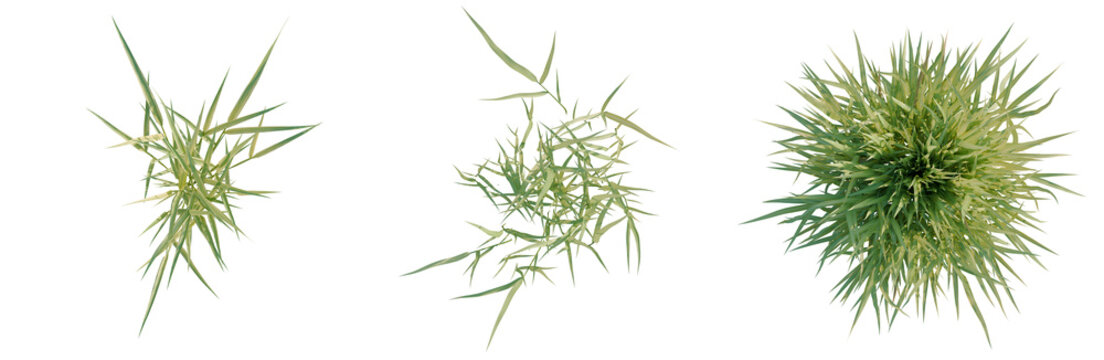 Hakonechloa macra tree plan, top view, cutout, transparent background, isolate, Stages of Sea Urchin Growth - Early Development to Mature Form, Showing Spines