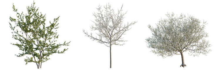 Naklejka premium Prunus spinosa tree, elevation, front view, cutout, transparent background, isolate, Three Small Trees with Green, Silver, and Grey Foliage on Root System - Stock Illustration