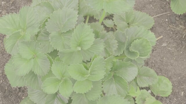 Strawberry plants growing in a garden during the spring season in North America