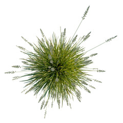 Obraz premium Koeleria macrantha tree plan, top view, cutout, transparent background, isolate, Dense Ornamental Grass Clump with Seed Heads - Natural Texture & Botanical Detail