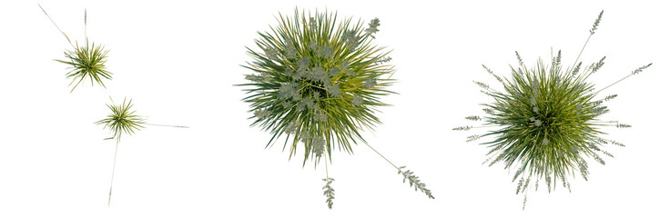 Obraz premium Koeleria macrantha tree plan, top view, cutout, transparent background, isolate, Three Stages of Sea Urchin Development - Early Larval Forms, PNG Graphic