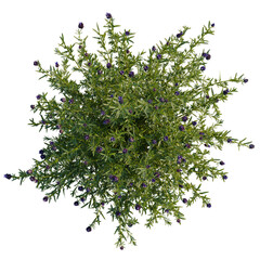 Obraz premium Lavandula stoechas tree plan, top view, cutout, transparent background, isolate, Dense Rosemary Bush with Purple Flowers - Herb Garden Plant on Black Background