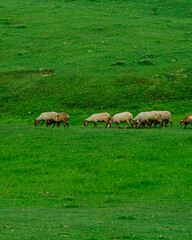 Obraz premium herd of cows grazing in a field