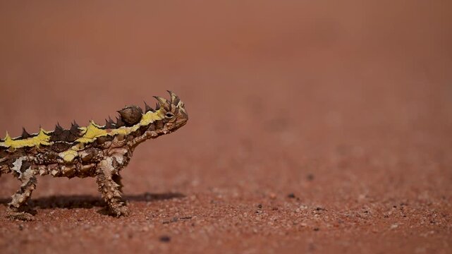 Thorny Lizard walks Jerkily through the outback, thorny devil close-up, Video, Western Australia